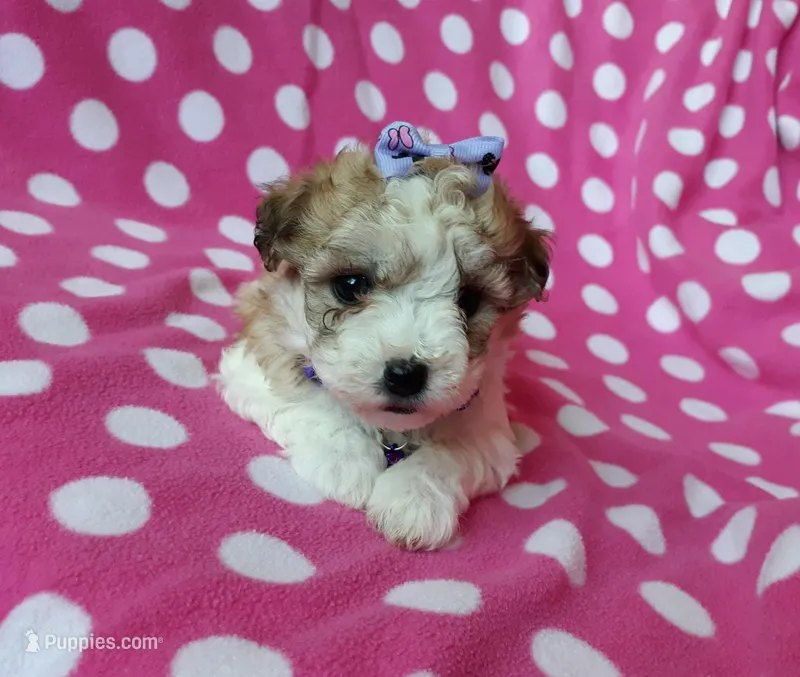 Purple Maltipoo  – Maltipoo puppy for sale in Bonney Lake, WA