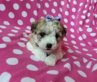 Purple Maltipoo , a female Maltipoo for sale in Bonney Lake, WA – 1 of 10