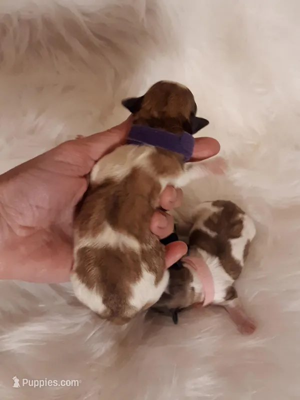 Purple Maltipoo  – Maltipoo puppy for sale in Bonney Lake, WA