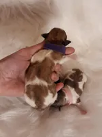 Purple Maltipoo , a female Maltipoo for sale in Bonney Lake, WA – Photo 1 of 4