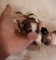 Purple Maltipoo , a female Maltipoo for sale in Bonney Lake, WA – Photo 2 of 4