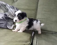 Green boy, a male Maltipoo for sale in Bonney Lake, WA – 2 of 10