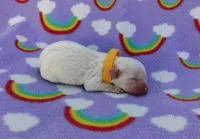 Yellow collar , a male Maltipoo for sale in Bonney Lake, WA – 4 of 7