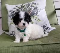 MB, a male Maltipoo for sale in Bonney Lake, WA – 4 of 10