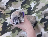 Purple Maltipoo , a female Maltipoo for sale in Bonney Lake, WA – 2 of 7