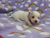 Maltese pink, a female Maltese for sale in Bonney Lake, WA – 3 of 7