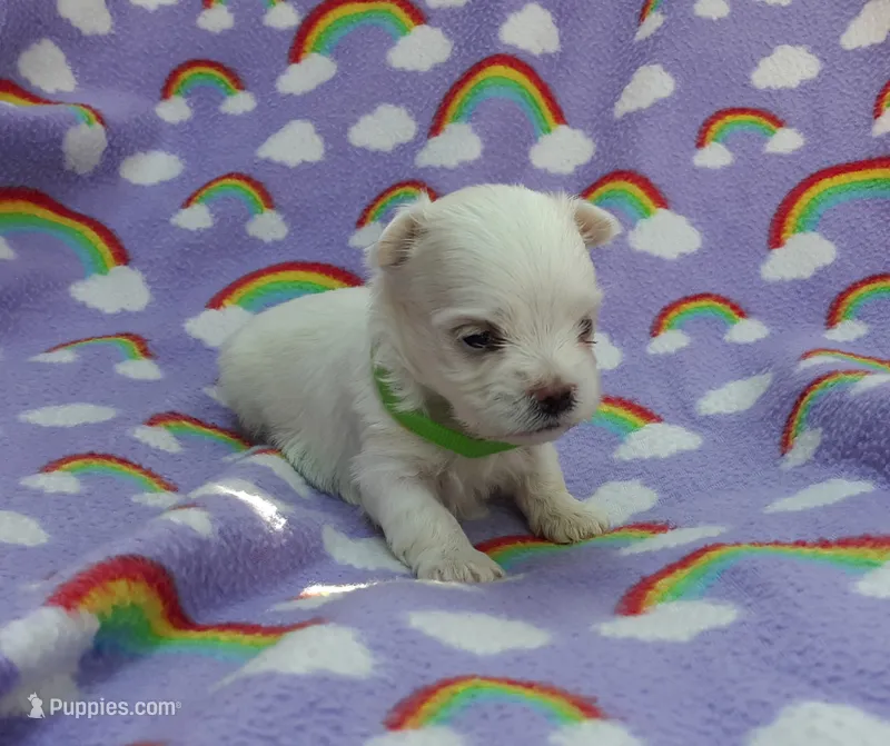 Maltese green  – Maltese puppy for sale in Bonney Lake, WA
