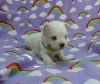 Maltese green , a male Maltese for sale in Bonney Lake, WA – 1 of 6