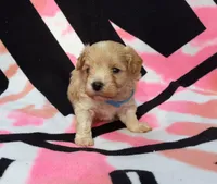 Blue, a male Maltipoo for sale in Bonney Lake, WA – 2 of 10