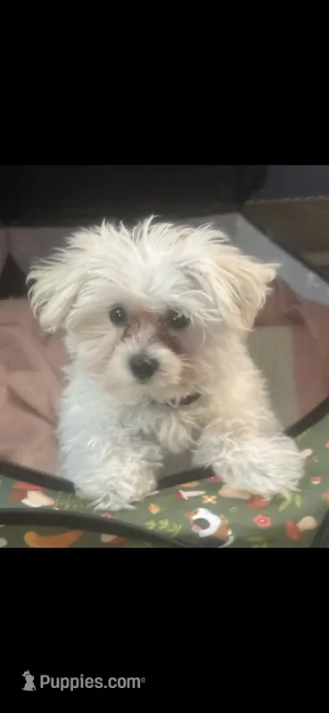 Otis 2.5 lbs – Maltipoo, Morkie puppy for sale in Bonney Lake, WA