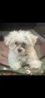 Otis 2.5 lbs, a male Maltipoo and Morkie for sale in Bonney Lake, WA – 1 of 6