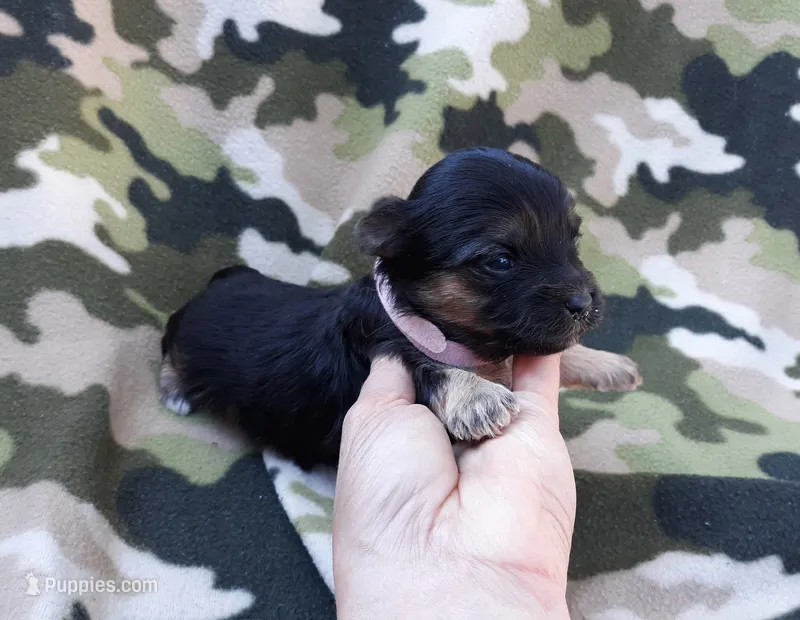 Pink Maltipoo – Maltipoo puppy for sale in Bonney Lake, WA
