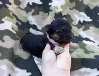 Pink Maltipoo, a female Maltipoo for sale in Bonney Lake, WA – 1 of 6