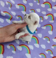 Maltese blue, a male Maltese for sale in Bonney Lake, WA – 2 of 7