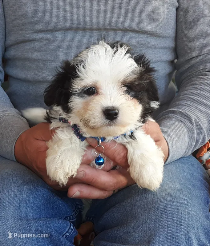 Blue boy – Maltipoo puppy for sale in Bonney Lake, WA