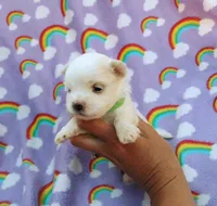 Maltese green , a male Maltese for sale in Bonney Lake, WA – 2 of 6