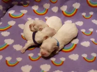 processed/3a45ebbf-6d23-4f8e-8703-048150be4a70/listing/61ed6fc9-dec4-43d4-a08e-3d1edb4d9b1b/00ca145a-ab08-454d-bea6-60e0626f9325