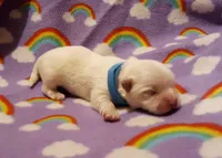 processed/3a45ebbf-6d23-4f8e-8703-048150be4a70/listing/61ed6fc9-dec4-43d4-a08e-3d1edb4d9b1b/6fc43187-322b-4613-a665-92eebfca1c26