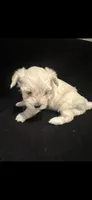 Cream boy, a female Maltipoo and Morkie for sale in Bonney Lake, WA – 2 of 4