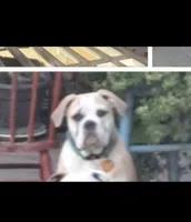 Clover, a female English Bulldog for sale in Bonney Lake, WA – 4 of 9