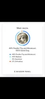 Cream girl, a female Maltipoo and Morkie for sale in Bonney Lake, WA – 4 of 4