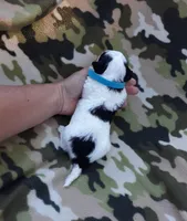 Blue  maltipoo, a male Maltipoo for sale in Bonney Lake, WA – 4 of 6