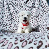 Boy red, a male Maltese for sale in Bonney Lake, WA – 2 of 10