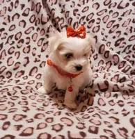 Little red, a female Maltese for sale in Bonney Lake, WA – Photo 2 of 10