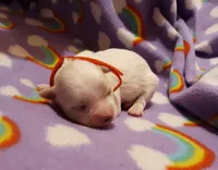 Little red, a female Maltese for sale in Bonney Lake, WA – Photo 2 of 7