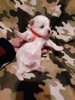 Little red, a female Maltese for sale in Bonney Lake, WA – Photo 4 of 10