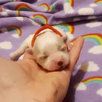 Little red, a female Maltese for sale in Bonney Lake, WA – Photo 5 of 10