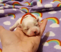 Little red, a female Maltese for sale in Bonney Lake, WA – Photo 4 of 7