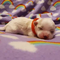 Little red, a female Maltese for sale in Bonney Lake, WA – Photo 6 of 10