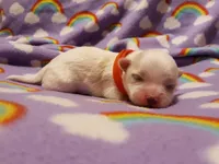 Little red, a female Maltese for sale in Bonney Lake, WA – Photo 1 of 7