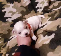 Little red, a female Maltese for sale in Bonney Lake, WA – Photo 10 of 10