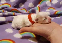 Little red, a female Maltese for sale in Bonney Lake, WA – Photo 5 of 7