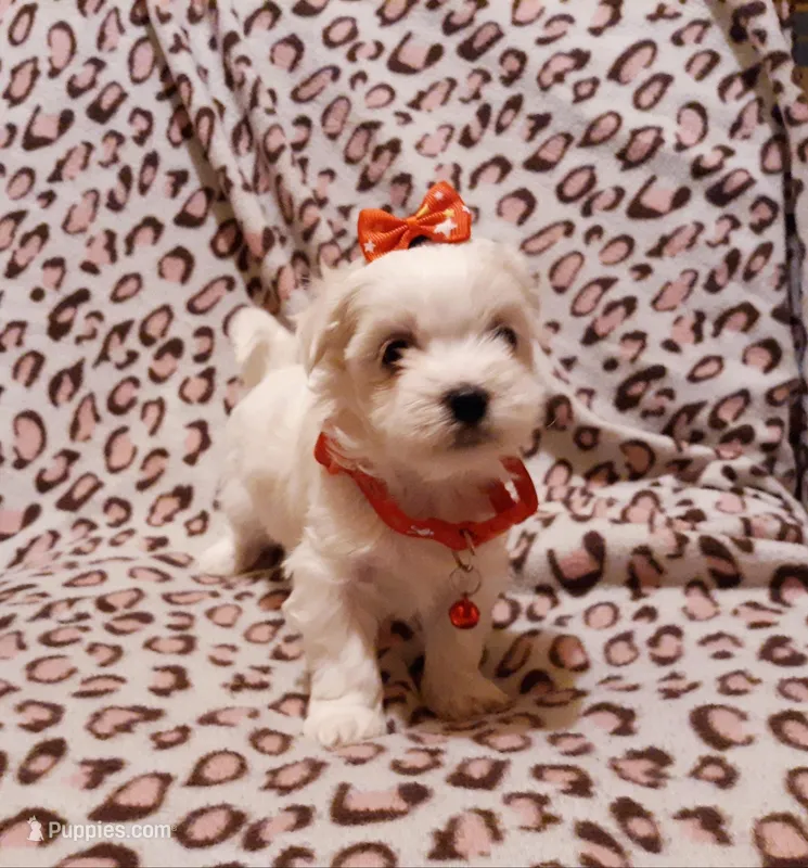 Little red, a female Maltese for sale in Bonney Lake, WA – Photo 1 of 10