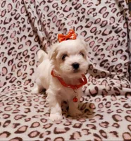 Little red, a female Maltese for sale in Bonney Lake, WA – Photo 1 of 10