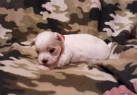 Little red, a female Maltese for sale in Bonney Lake, WA – Photo 9 of 10