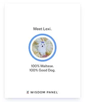 Little red, a female Maltese for sale in Bonney Lake, WA – Photo 6 of 7