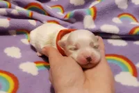 Little red, a female Maltese for sale in Bonney Lake, WA – Photo 3 of 7