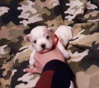 Little red, a female Maltese for sale in Bonney Lake, WA – Photo 3 of 10