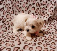 Pink, a female Maltese for sale in Bonney Lake, WA – Photo 2 of 9