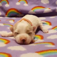 Pink, a female Maltese for sale in Bonney Lake, WA – Photo 5 of 9