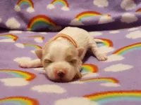 Pink, a female Maltese for sale in Bonney Lake, WA – Photo 1 of 7