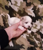 Pink, a female Maltese for sale in Bonney Lake, WA – Photo 4 of 9