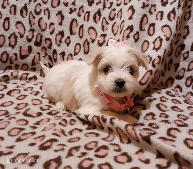 Pink – Maltese puppy for sale in Bonney Lake, WA