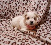 Pink, a female Maltese for sale in Bonney Lake, WA – Photo 1 of 9