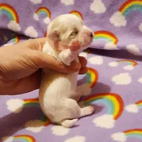 Pink, a female Maltese for sale in Bonney Lake, WA – Photo 6 of 9