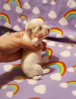 Pink, a female Maltese for sale in Bonney Lake, WA – Photo 5 of 7